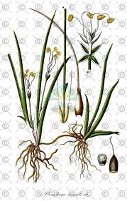 Attēlu rezultāti vaicājumam “Plantago uniflora flower”