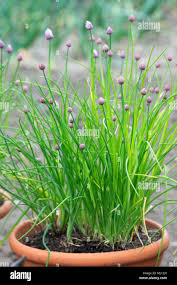 Attēlu rezultāti vaicājumam “Allium schoenoprasum bud”