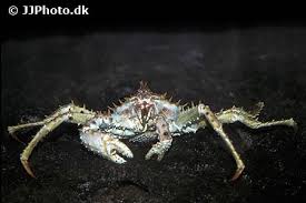 Image result for Lithodes maja