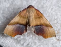 Attēlu rezultāti vaicājumam “Plagodis dolabraria”