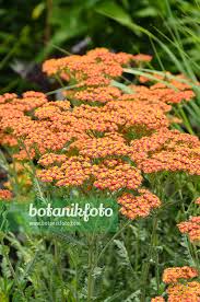 Image result for Achillea filipendulina
