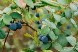 Attēlu rezultāti vaicājumam “Vaccinium uliginosum”