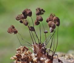 Attēlu rezultāti vaicājumam “Comatricha alta stalked”