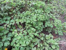 Attēlu rezultāti vaicājumam “Aquilegia vulgaris leaf”