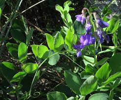 Attēlu rezultāti vaicājumam “Lathyrus japonicus subsp. maritimus flower”