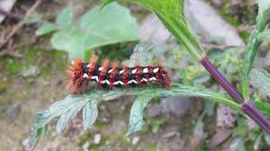 Attēlu rezultāti vaicājumam “Acronicta rumicis imago”