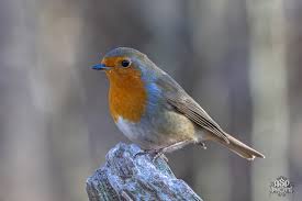 Attēlu rezultāti vaicājumam “Erithacus rubecula”