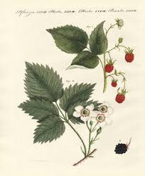 Attēlu rezultāti vaicājumam “Rubus plicatus fruit”