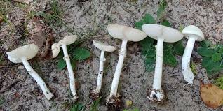 Attēlu rezultāti vaicājumam “Amanita citrina”