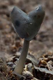 Attēlu rezultāti vaicājumam “Helvella atra”