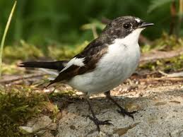 Attēlu rezultāti vaicājumam “Ficedula hypoleuca”