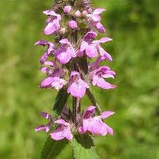Attēlu rezultāti vaicājumam “Stachys palustris flower”