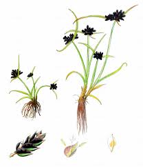 Attēlu rezultāti vaicājumam “Cyperus fuscus fruit”