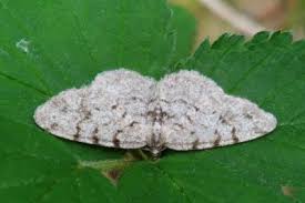 Attēlu rezultāti vaicājumam “Aethalura punctulata”