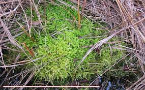 Attēlu rezultāti vaicājumam “Pseudocalliergon turgescens”