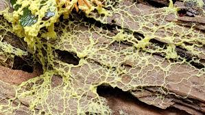 Attēlu rezultāti vaicājumam “Collaria arcyrionema macro”