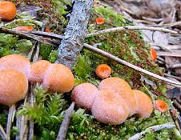 Attēlu rezultāti vaicājumam “Lycogala sphaeroconicum macro”