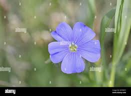 Attēlu rezultāti vaicājumam “Linum usitatissimum flower”
