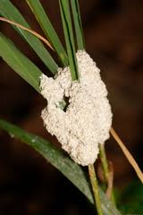 Attēlu rezultāti vaicājumam “Didymium spongiosum”