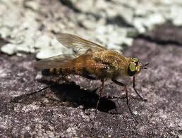 Attēlu rezultāti vaicājumam “Therevidae larva”
