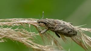 Attēlu rezultāti vaicājumam “Cleonis pigra”