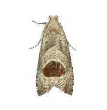 Attēlu rezultāti vaicājumam “Notocelia uddmanniana”