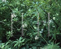 Image result for Adlumia fungosa