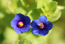 Attēlu rezultāti vaicājumam “Primulaceae”