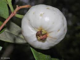 Attēlu rezultāti vaicājumam “Silene viscaria fruit”