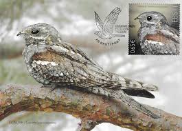 Attēlu rezultāti vaicājumam “Caprimulgus europaeus juvenile”