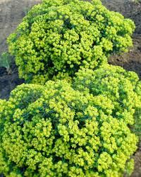 Attēlu rezultāti vaicājumam “Euphorbia cyparissias leaf”