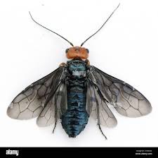 Attēlu rezultāti vaicājumam “Acantholyda erythrocephala”