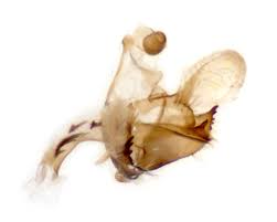 Attēlu rezultāti vaicājumam “Coleophora alticolella”