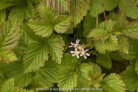 Attēlu rezultāti vaicājumam “Rubus saxatilis flower”