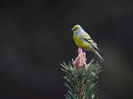 Image result for Carduelis citrinella