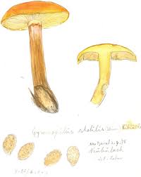 Attēlu rezultāti vaicājumam “Gymnopilus sapineus”