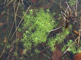 Attēlu rezultāti vaicājumam “Callitriche cophocarpa leaf”