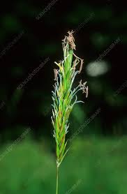 Attēlu rezultāti vaicājumam “Anthoxanthum odoratum fruit”