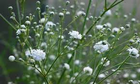 Image result for Gypsophila elegans