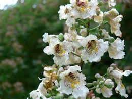 Attēlu rezultāti vaicājumam “Catalpa ovata”