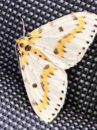 Attēlu rezultāti vaicājumam “Abraxas grossulariata imago”