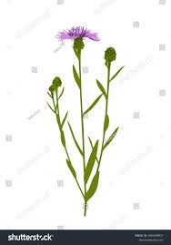 Attēlu rezultāti vaicājumam “Centaurea jacea flower”