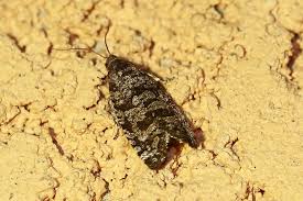 Attēlu rezultāti vaicājumam “Retinia resinella”