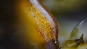 Attēlu rezultāti vaicājumam “Didymium serpula macro”