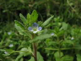 Attēlu rezultāti vaicājumam “Veronica agrestis leaf”
