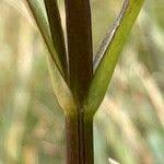 Attēlu rezultāti vaicājumam “Swertia perennis leaf”