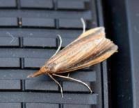 Attēlu rezultāti vaicājumam “Donacaula mucronella”