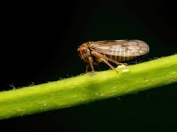 Attēlu rezultāti vaicājumam “Oncopsis sp.”