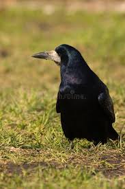 Attēlu rezultāti vaicājumam “Corvus frugilegus adult”