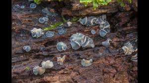 Attēlu rezultāti vaicājumam “Mollisia cinerea”